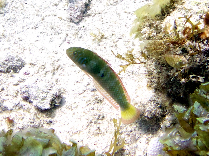 Green Razorfish IMG_3395.jpg